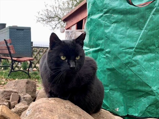 katze